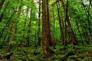 世界体操团体赛赛场评分回放系统国际合作达成，世界体操锦标赛